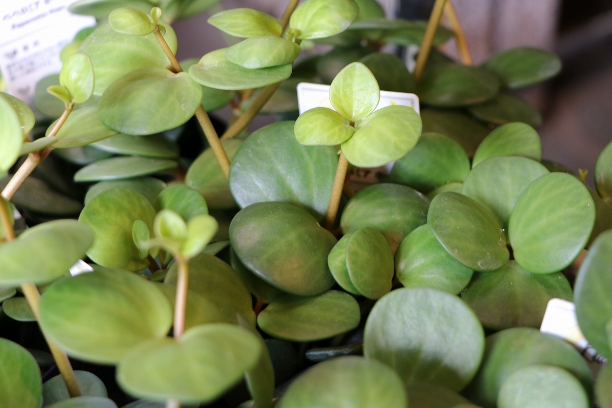 ペペロミア ホープ 3〜3.5号ポット苗 観葉植物 鉢植え お洒落 おしゃれ 可愛い かわいい インテリア 室内 苗 初心者 人気