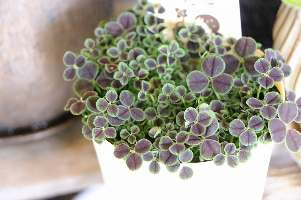 クローバー 四葉のクローバー 3号鉢 寄せ植え 花壇 鉢植え お洒落 おしゃれ 可愛い シック 幸せ 春の花 花 苗 初心者 カラーリーフ グランドカバー
