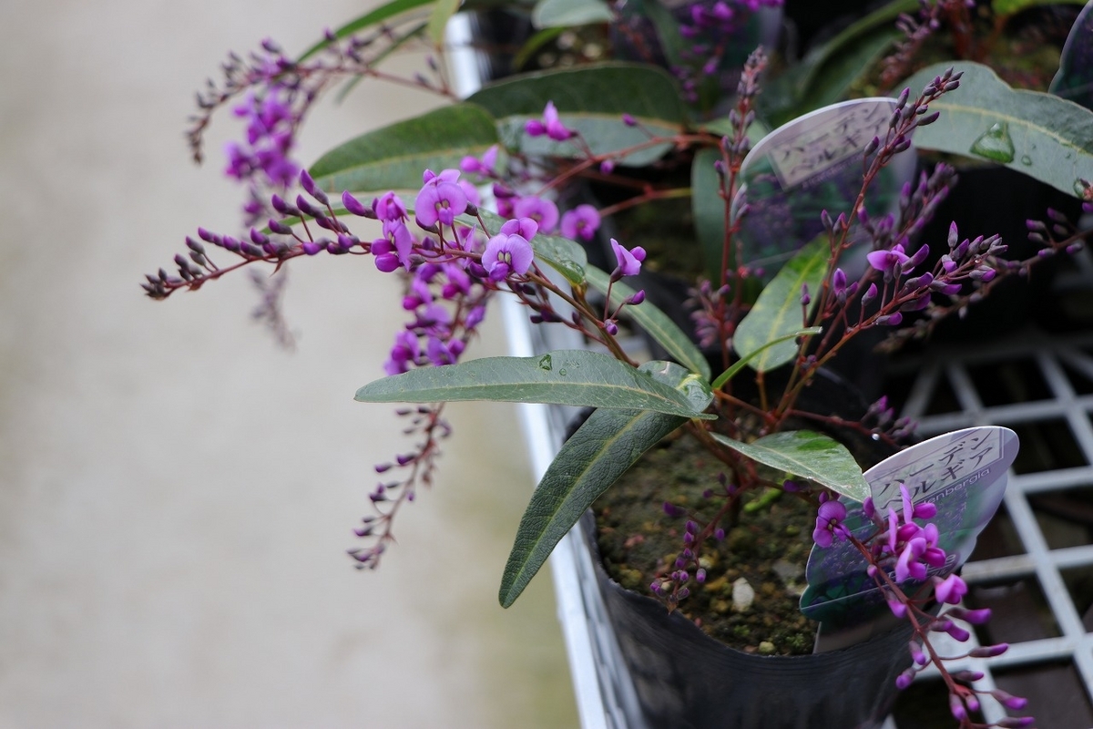 ハーデンベルギア パープル 3〜3.5号ポット苗 寄せ植え 花壇 鉢植え お洒落 おしゃれ 可愛い かわいい 常緑樹 春の花 花 苗 初心者