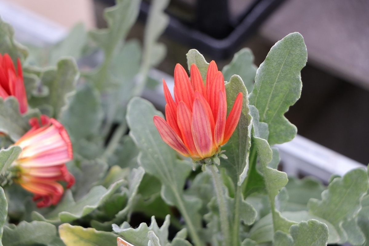 アークトチス スカーレット 3〜3.5号ポット苗 寄せ植え 花壇 鉢植え お洒落 可愛い 春の花 夏の花 秋の花 冬の花 花 苗 初心者 カラーリーフ