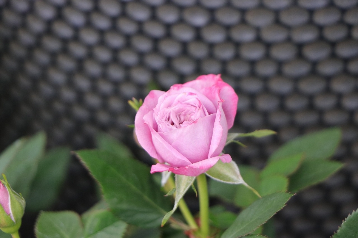 四季咲き ミニバラ アスナロブルー 3.5号鉢 寄せ植え 花壇 鉢植え お洒落 オシャレ 可愛い カワイイ ブルー 紫色 春の花 夏の花 秋の花 花