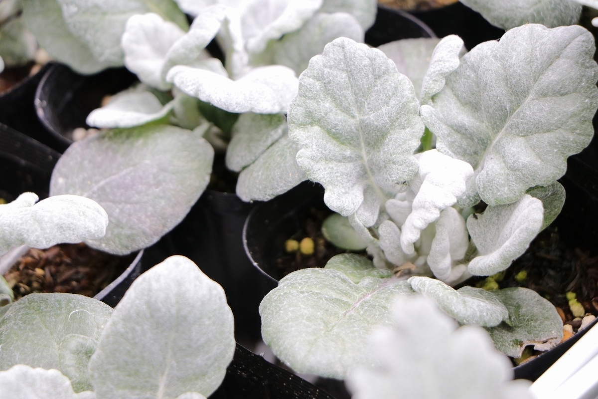 グリーンプラザ山長の寄せ植えカラーリーフ紹介 - GP-Yamacho