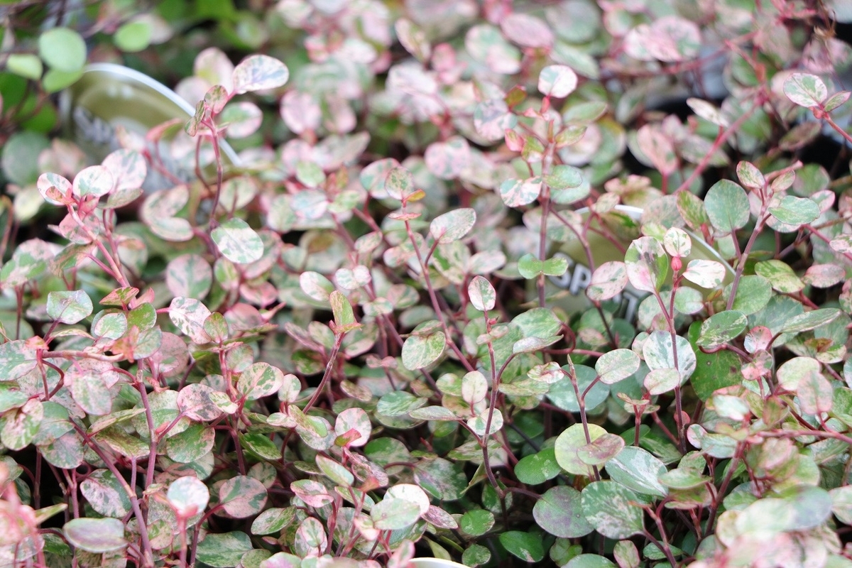グリーンプラザ山長の寄せ植えカラーリーフ紹介 - GP-Yamacho