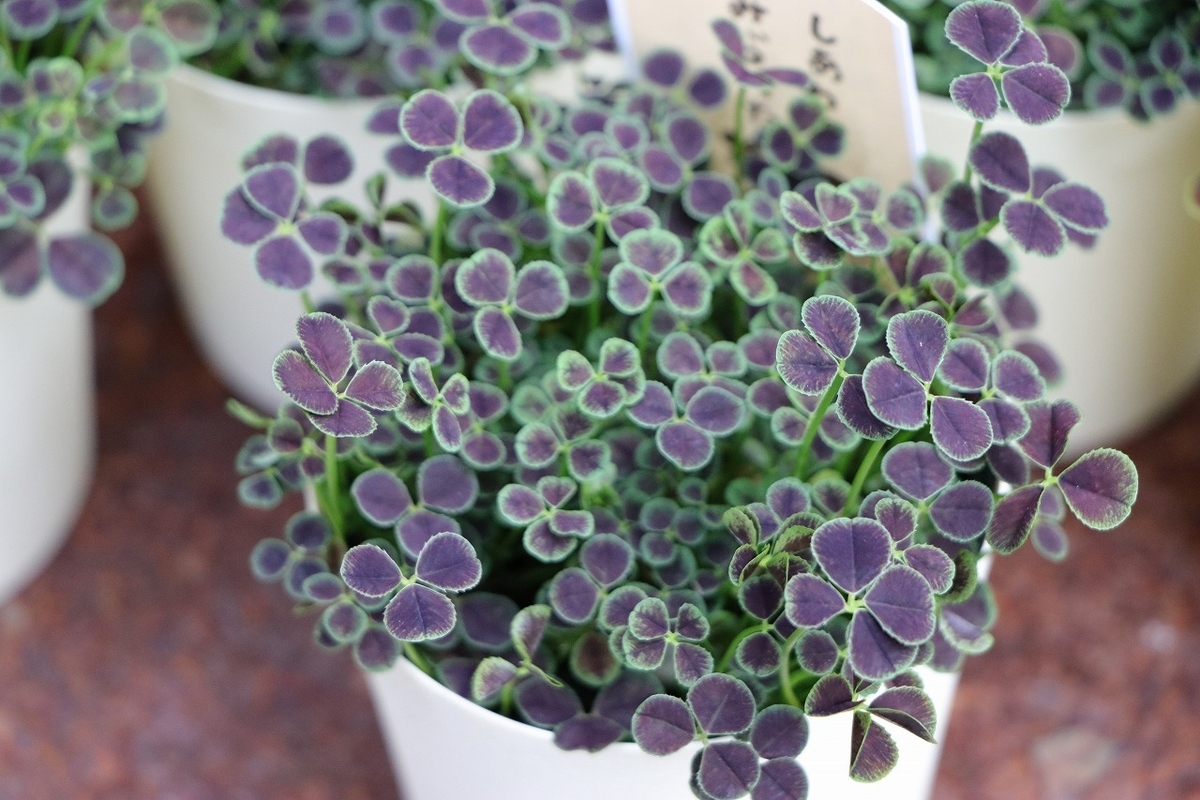 クローバー 四葉のクローバー 3号鉢 寄せ植え 花壇 鉢植え お洒落 おしゃれ 可愛い シック 幸せ 春の花 花 苗 初心者 カラーリーフ グランドカバー