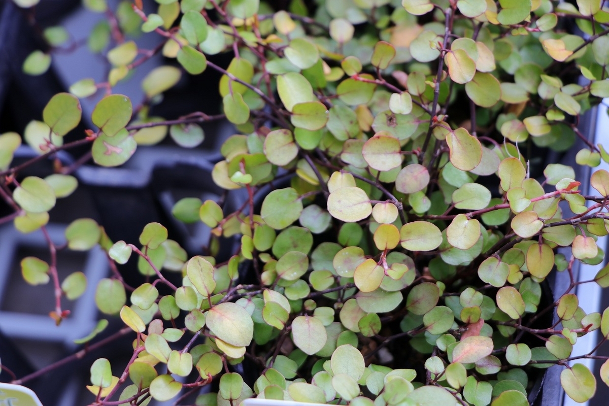 ワイヤープランツ ゴールデンガール 3号ポット苗 観葉植物 カラーリーフ 寄せ植え 花壇