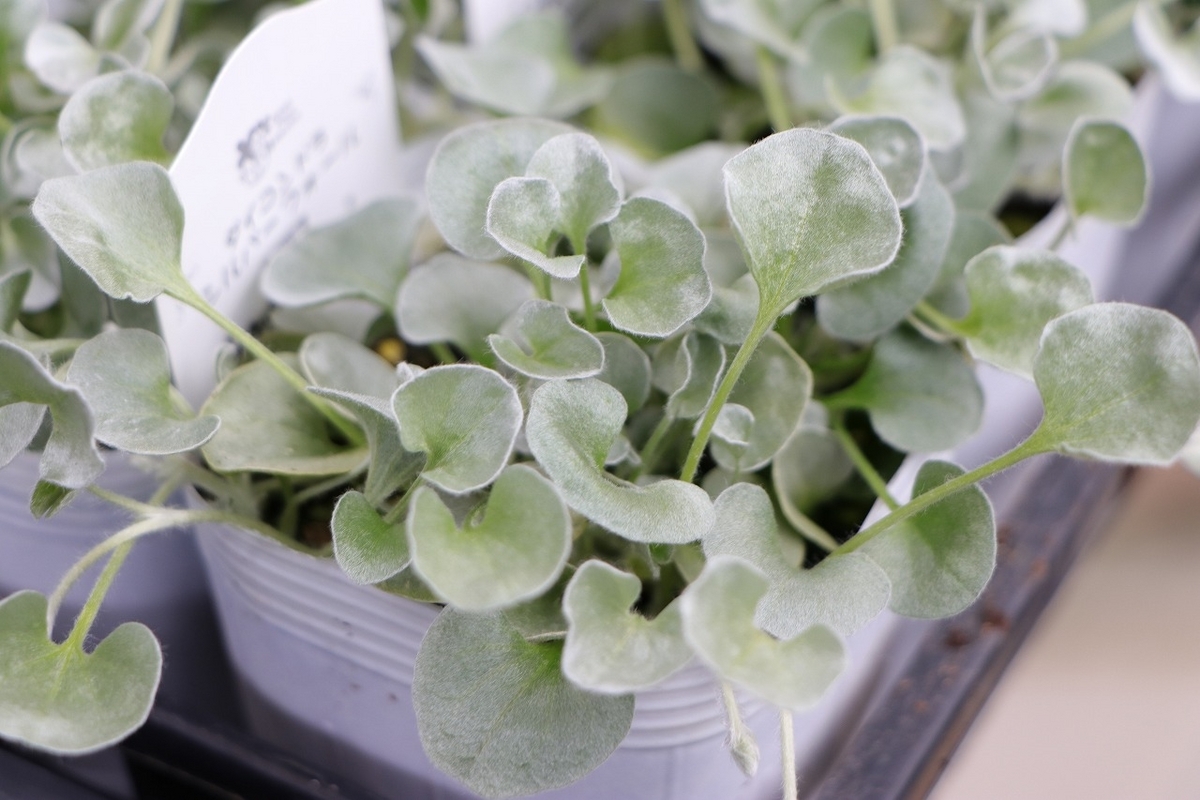 ディコンドラ シルバーフォール 3〜3.5号ポット苗 ダイコンドラ 寄せ植え 花壇 鉢植え お洒落 おしゃれ 可愛い かわいい 観葉植物 苗 グランドカバー カラーリーフ