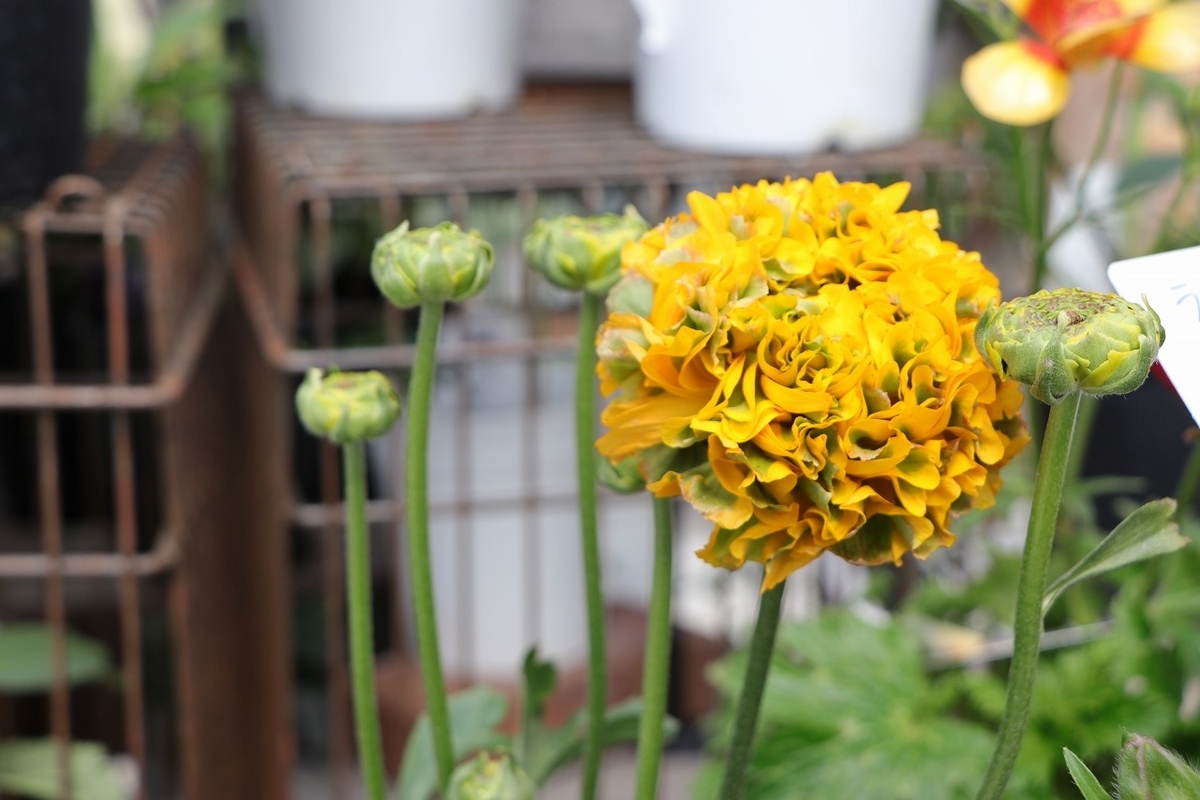 華やかな八重咲き「ポンポン」ラナンキュラス！花弁の表情が変化
