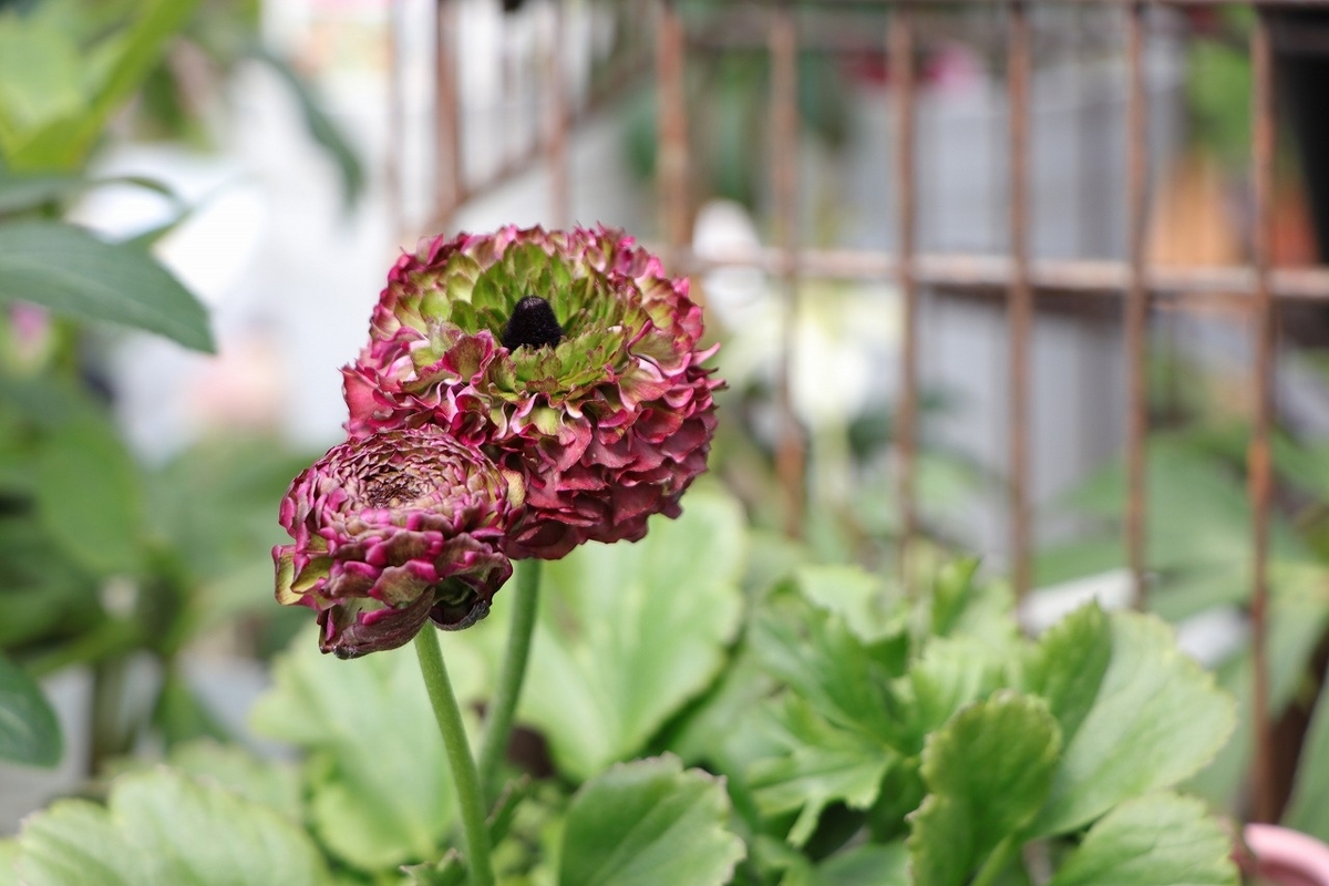 華やかな八重咲き「ポンポン」ラナンキュラス！花弁の表情が変化