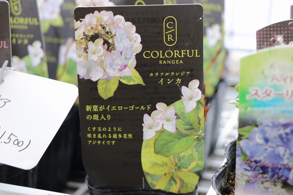 3月27日！ 紫陽花の苗がいろいろ入荷しております！ 人気の大栄花園