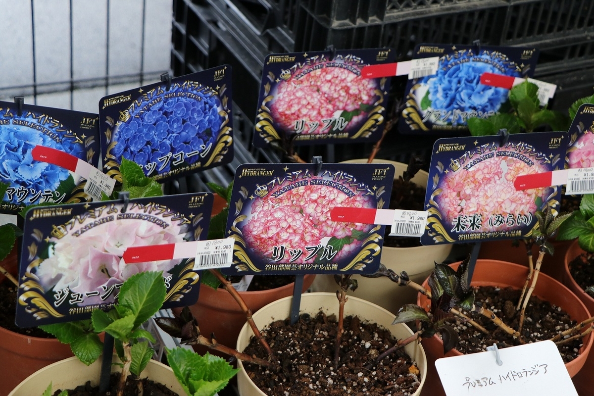 3月27日！ 紫陽花の苗がいろいろ入荷しております！ 人気の大栄花園
