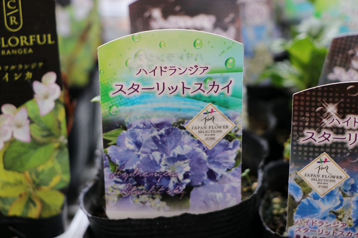 アジサイ スターリットスカイ ブルー 3.5号ポット苗 ハイドランジア 紫陽花 植木 苗木 鉢植え 地植え お洒落 可愛い 落葉樹 夏の花 花 苗 初心者 希少