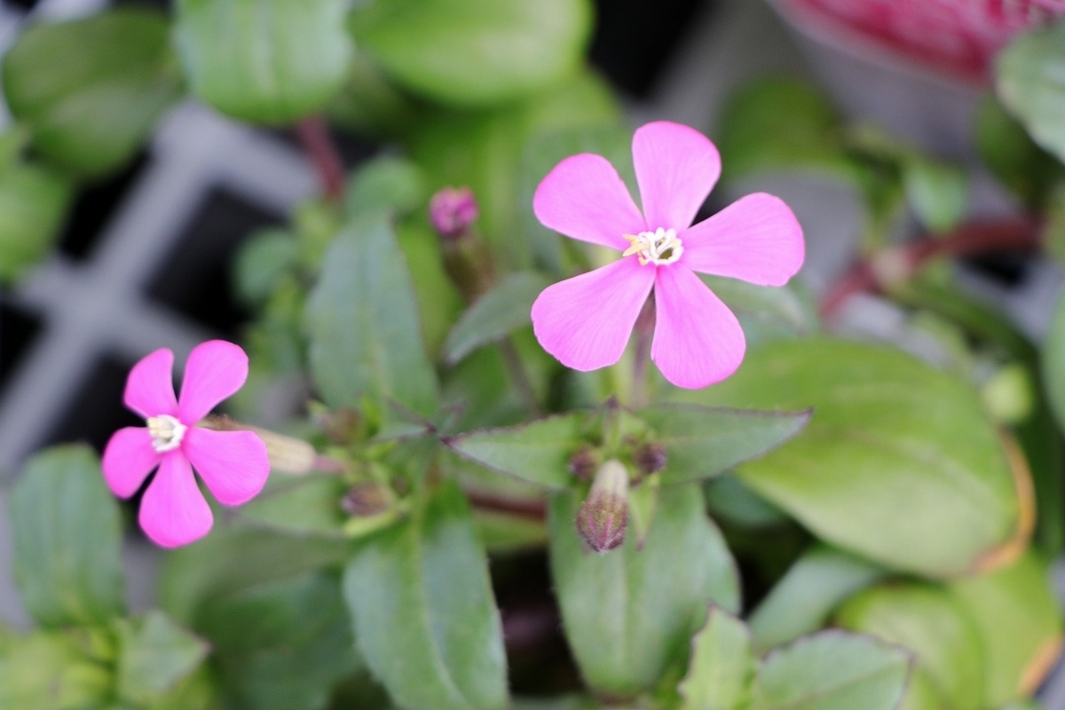 シレネ カロリニアーナ ピンクパンサー 3.5号ポット苗 寄せ植え 花壇 鉢植え お洒落 オシャレ 可愛い カワイイ 春の花 花