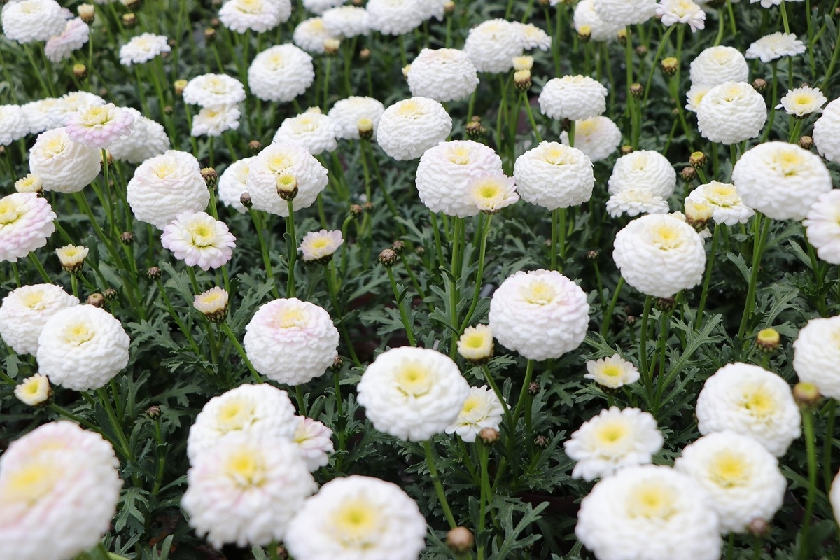八重咲き マーガレット マルコロッシ 3.5号ポット苗 四季咲き 寄せ植え 花壇