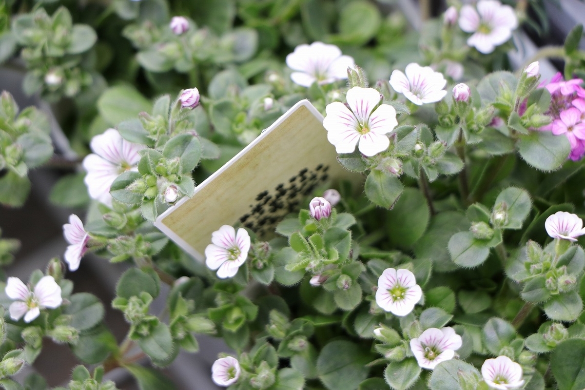  カーペットカスミソウ 3号ポット苗 オノエマンテマ 寄せ植え 花壇 鉢植え お洒落 オシャレ 可愛い カワイイ 春の花 花