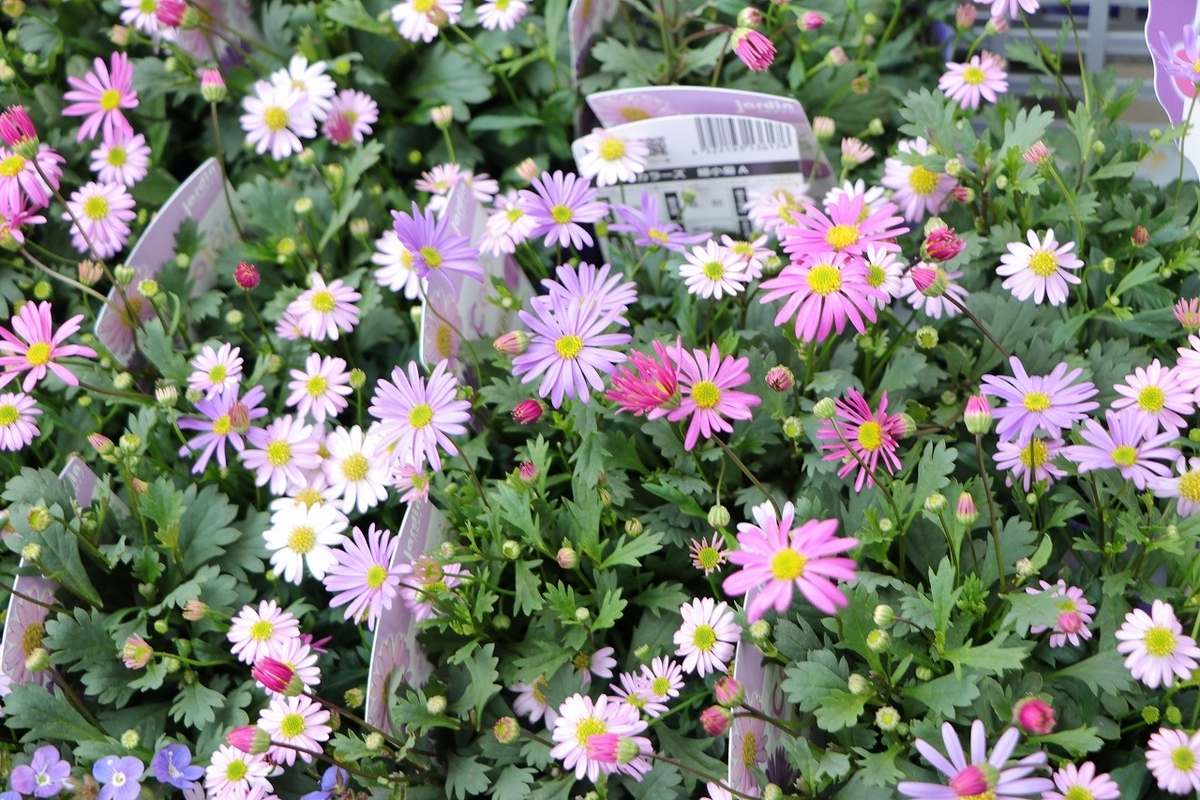 ハルディン 栄養系ブラキカム カラーズ 姫小菊A 3色ミックス 3.5号ポット苗 Jardin ブラキカム 寄せ植え 花壇 鉢植え 可愛い お洒落 オシャレ 春の花 夏の花 秋の花 冬の花 花
