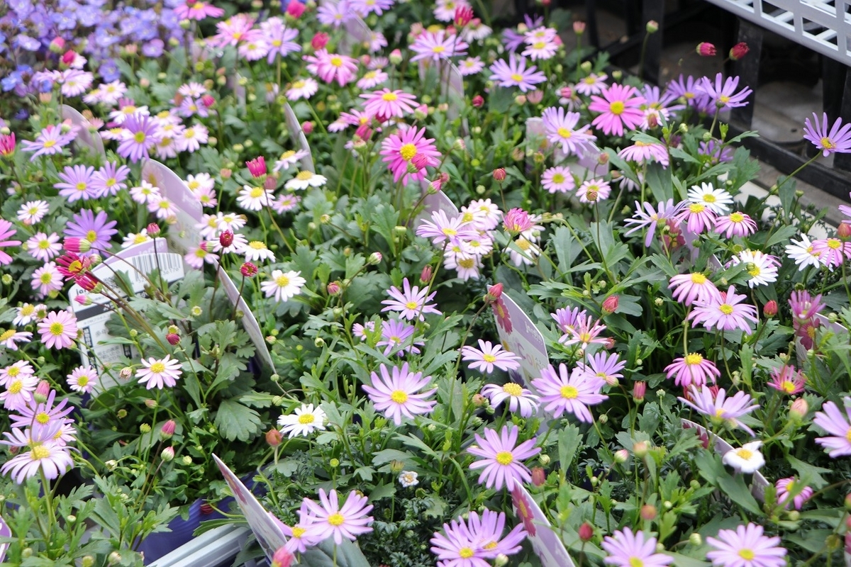 ハルディン 栄養系ブラキカム カラーズ 姫小菊A 3色ミックス 3.5号ポット苗 Jardin ブラキカム 寄せ植え 花壇 鉢植え 可愛い お洒落 オシャレ 春の花 夏の花 秋の花 冬の花 花