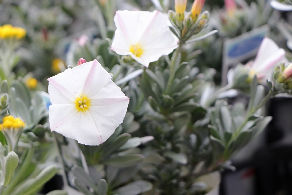  コンボルブルス クネオルム 3号ポット苗 寄せ植え 花壇 鉢植え 花壇 お洒落 おしゃれ 可愛い かわいい 春の花 夏の花 秋の花 花 苗 初心者 カラーリーフ