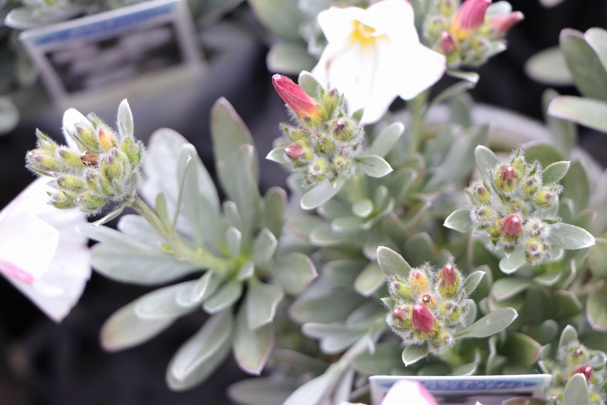  コンボルブルス クネオルム 3号ポット苗 寄せ植え 花壇 鉢植え 花壇 お洒落 おしゃれ 可愛い かわいい 春の花 夏の花 秋の花 花 苗 初心者 カラーリーフ