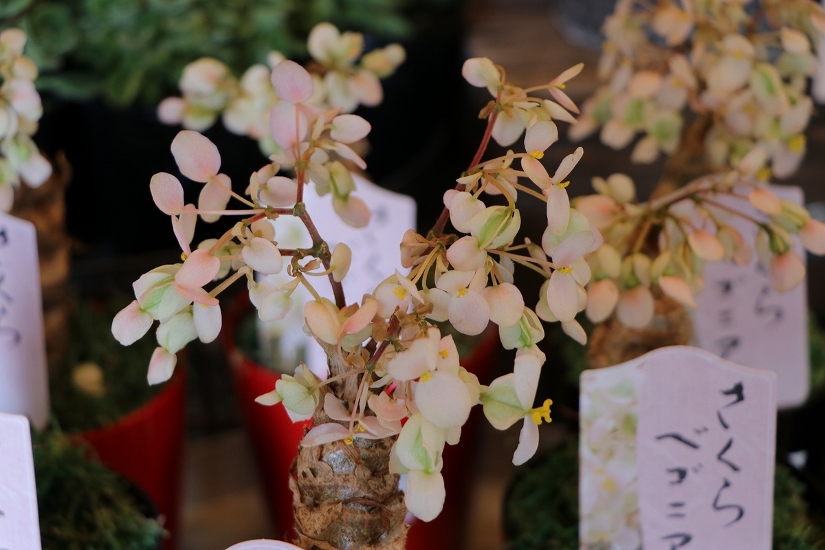 根茎性ベゴニア さくらベゴニア (クラシカウリス) 3号鉢 観葉植物