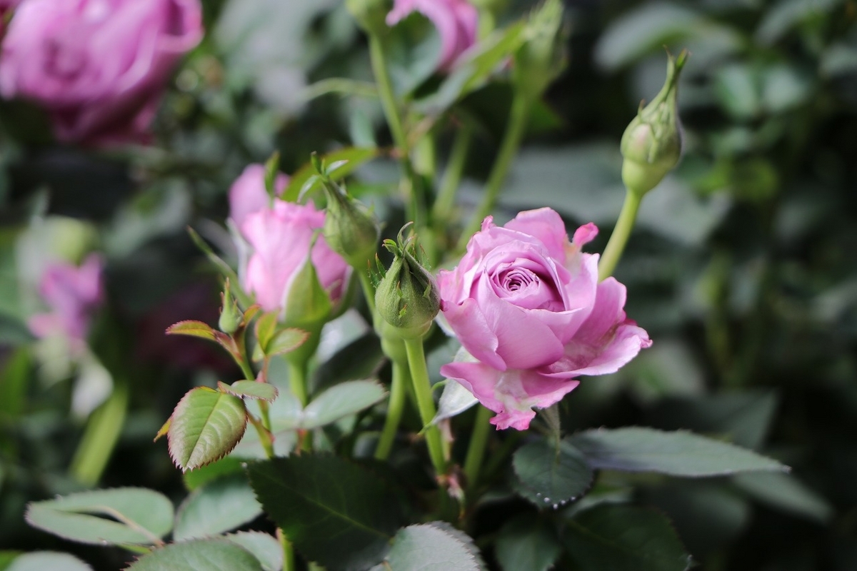 四季咲き ミニバラ アスナロブルー 3.5号鉢 寄せ植え 花壇 鉢植え お洒落 オシャレ 可愛い カワイイ ブルー 紫色 春の花 夏の花 秋の花 花