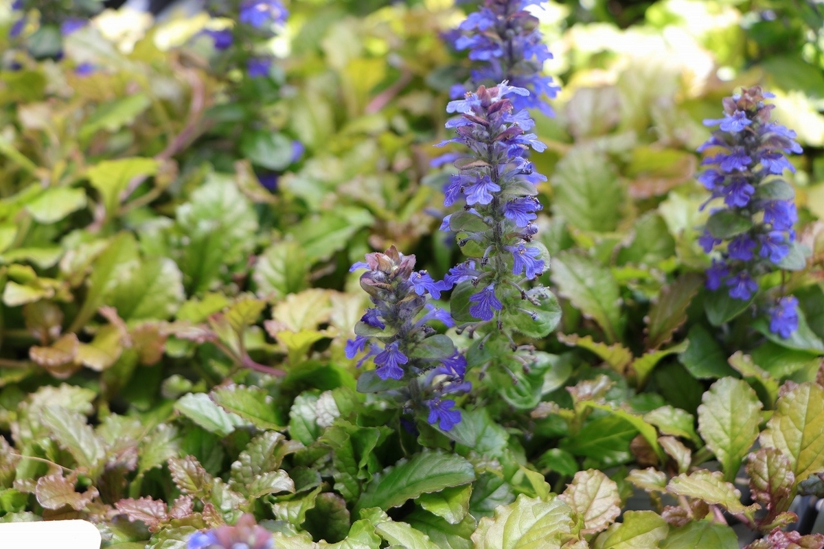 アジュガ ライムブルー 2.5〜3号ポット苗 寄せ植え 花壇 鉢植え お洒落 オシャレ シック シェードガーデン 日陰 カラーリーフ グランドカバー 春の花 花