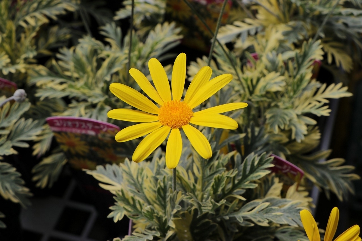 斑入り ユリオプスデージー フィリップス 3〜3.5号ポット苗 寄せ植え 花壇 鉢植え お洒落 おしゃれ 可愛い 春の花 冬の花 花 苗 初心者 カラーリーフ 希少