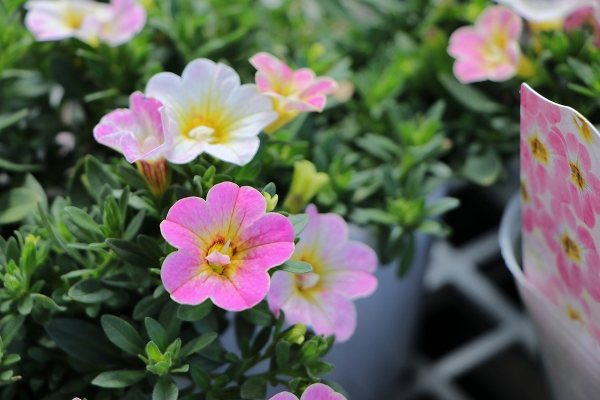 一重咲き カリブラコア ネオ ファンシーピンク 3.5号ポット苗 寄せ植え 花壇 鉢植え お洒落 おしゃれ 可愛い かわいい 春の花 夏の花 秋の花 花 苗