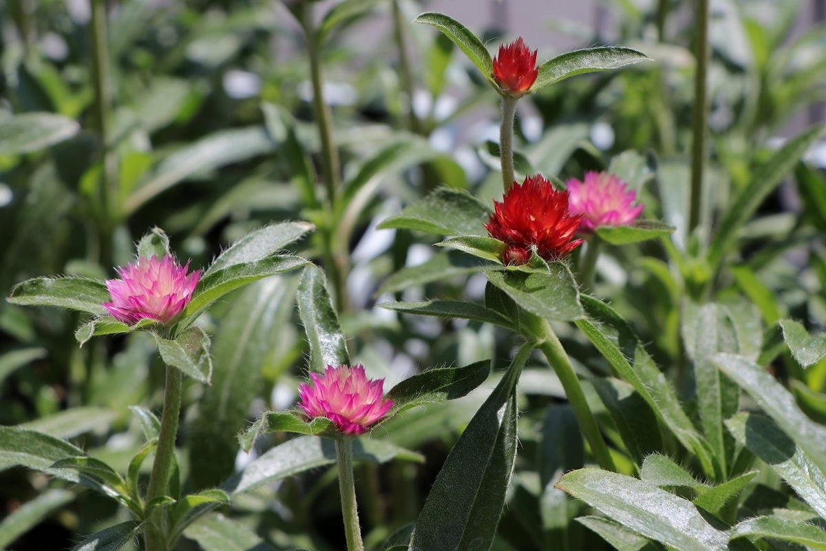 センニチコウ ストロベリーフィールド 3号ポット苗 千日紅 寄せ植え 花壇