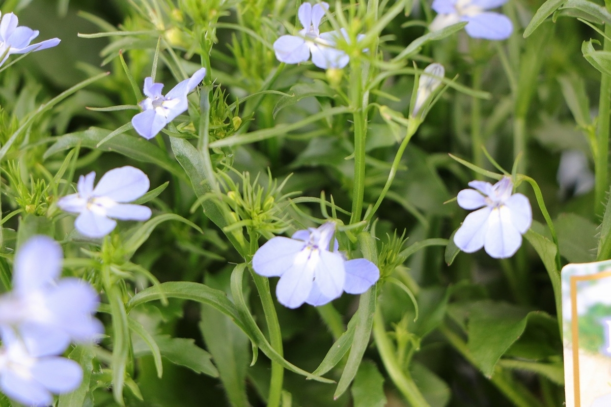 栄養系ロベリア レオン スカイブルー 3.5号ポット苗 ロベリア 寄せ植え 鉢植え 花壇 お洒落 おしゃれ 可愛い かわいい 春の花 夏の花 秋の花 花 苗