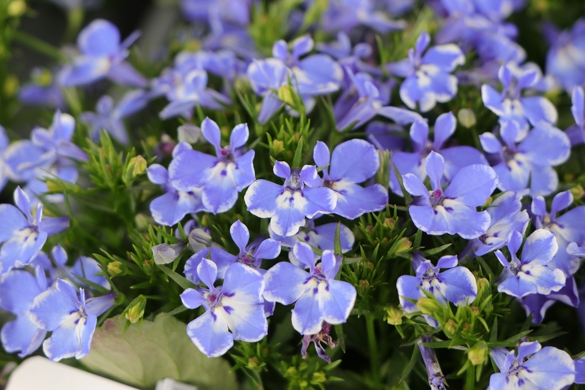 栄養系ロベリア レオン ブルースプラッシュ 3.5号ポット苗 ロベリア 寄せ植え 鉢植え 花壇 お洒落 おしゃれ 可愛い かわいい 春の花 夏の花 秋の花 花 苗