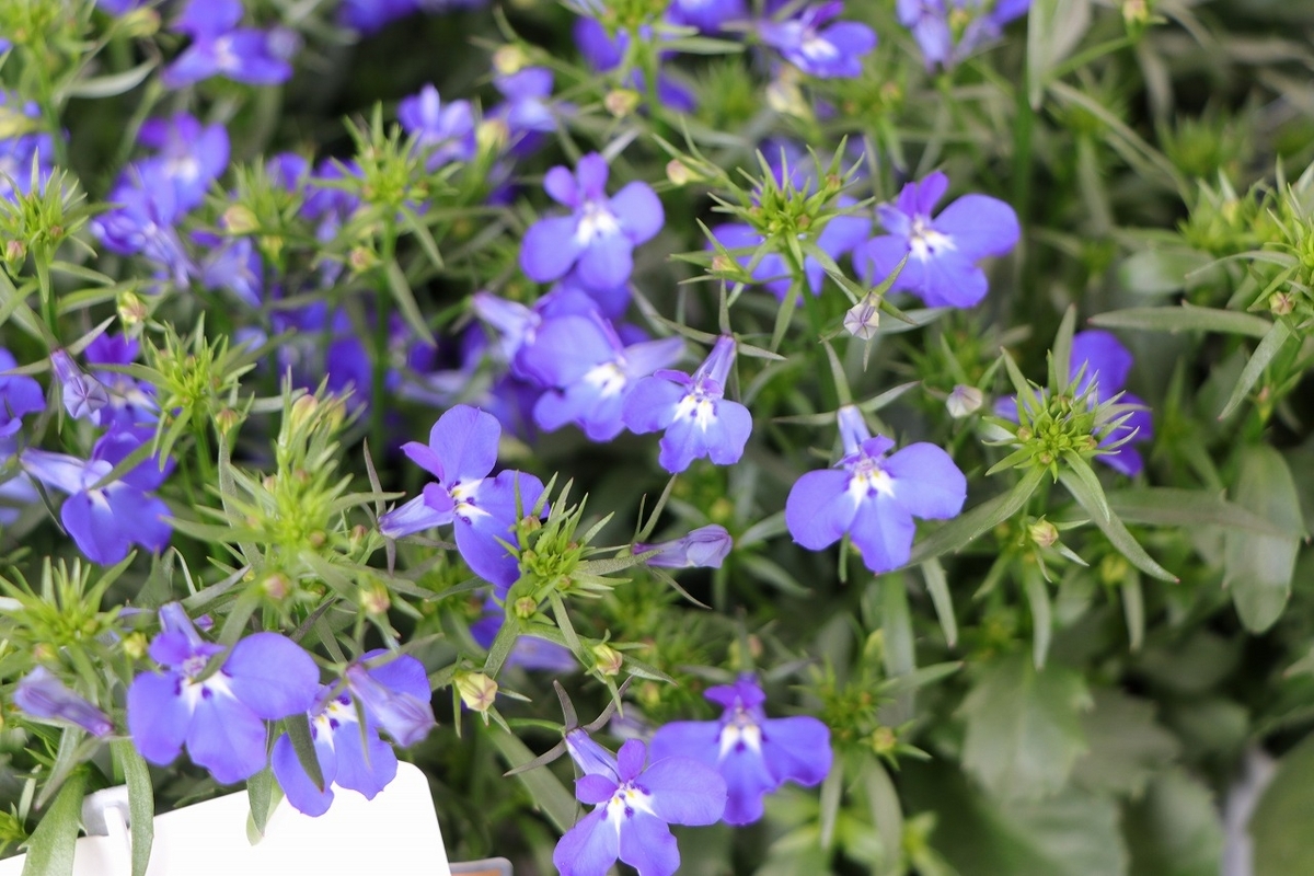 栄養系ロベリア レオン ミニダークブルー 3.5号ポット苗 ロベリア 寄せ植え 鉢植え 花壇 お洒落 おしゃれ 可愛い かわいい 春の花 夏の花 秋の花 花 苗