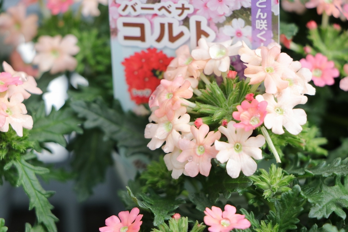 生長旺盛！四季咲きの宿根バーベナ、毎年楽しめる #花苗 - GP-Yamacho