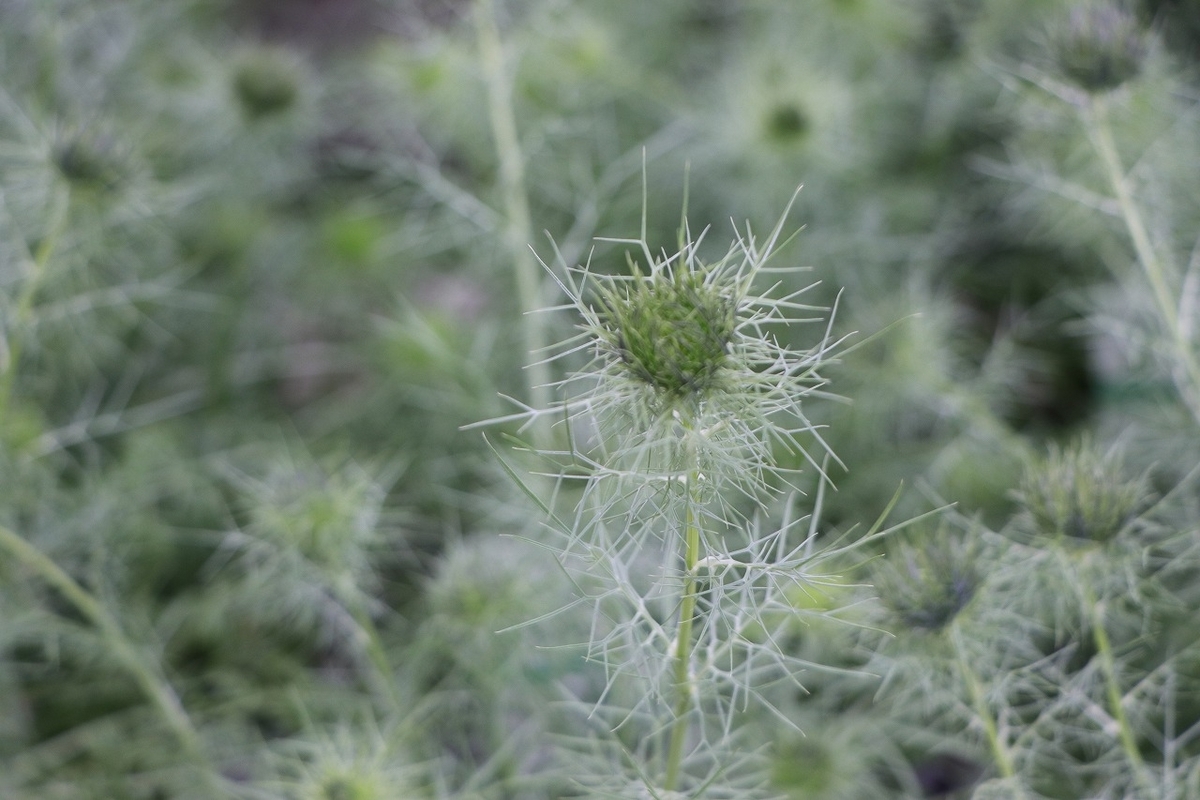 ニゲラ グリーンマジック 3.5号ポット苗 黒種草 クロタネソウ 寄せ植え 鉢植え 花壇 お洒落 おしゃれ 可愛い かわいい シック 春の花 花 苗 初心者 希少