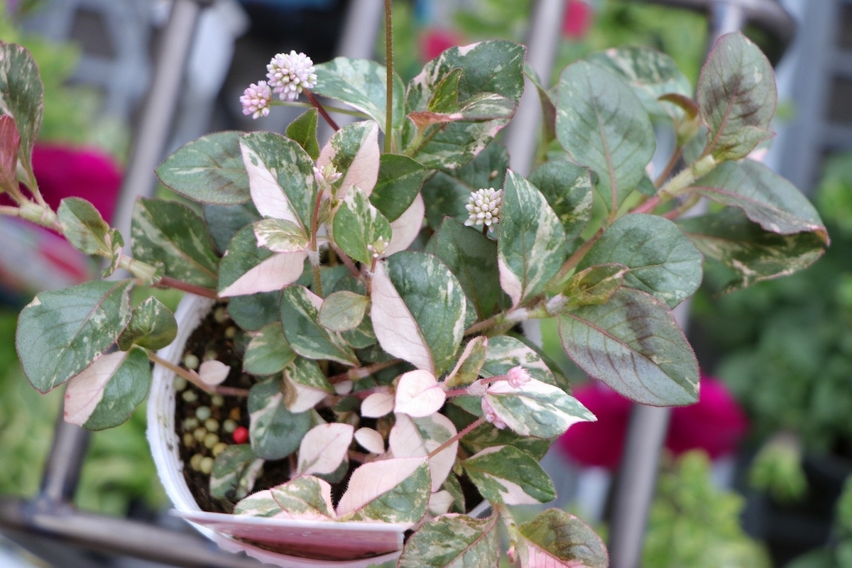 斑入り植物』！ やっぱり斑入りが無いと‼️ - GP-Yamacho