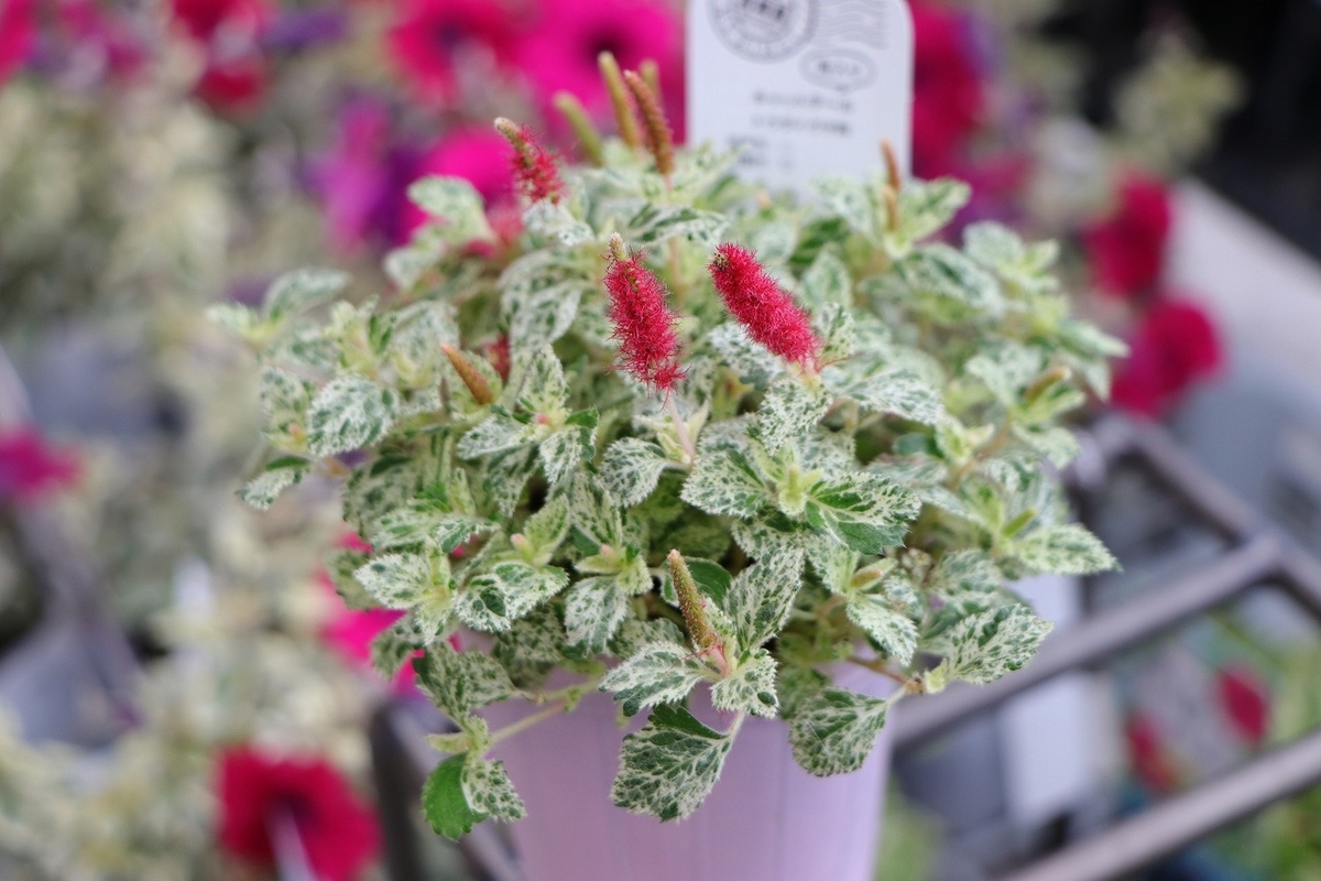 斑入り植物』！ やっぱり斑入りが無いと‼️ - GP-Yamacho