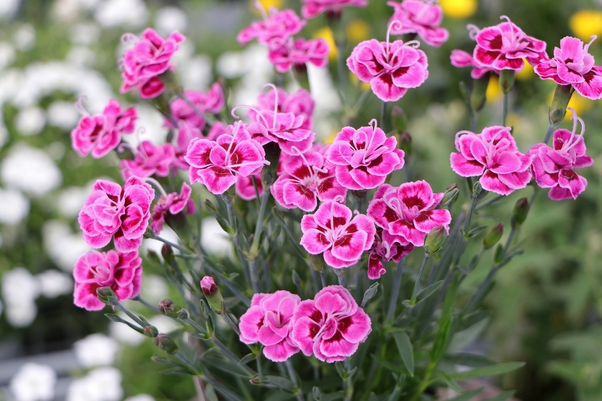 5月1日！ 今日は、いろんな植物！ アレナリアやダリアなど夏の花 