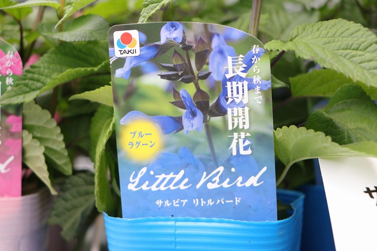 開花、開花後まで、長期間変化を楽しみながら鑑賞できるサルビア