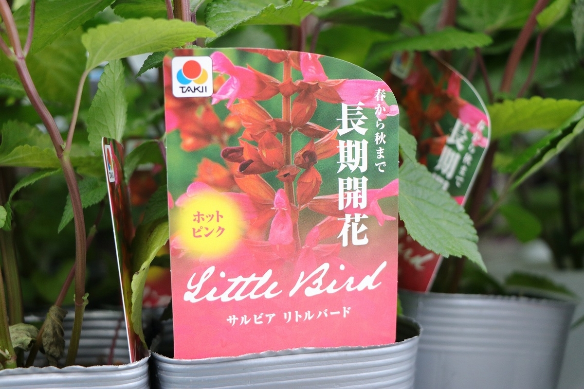 開花、開花後まで、長期間変化を楽しみながら鑑賞できるサルビア