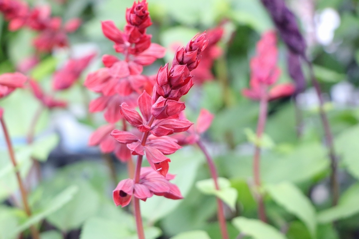開花、開花後まで、長期間変化を楽しみながら鑑賞できるサルビア