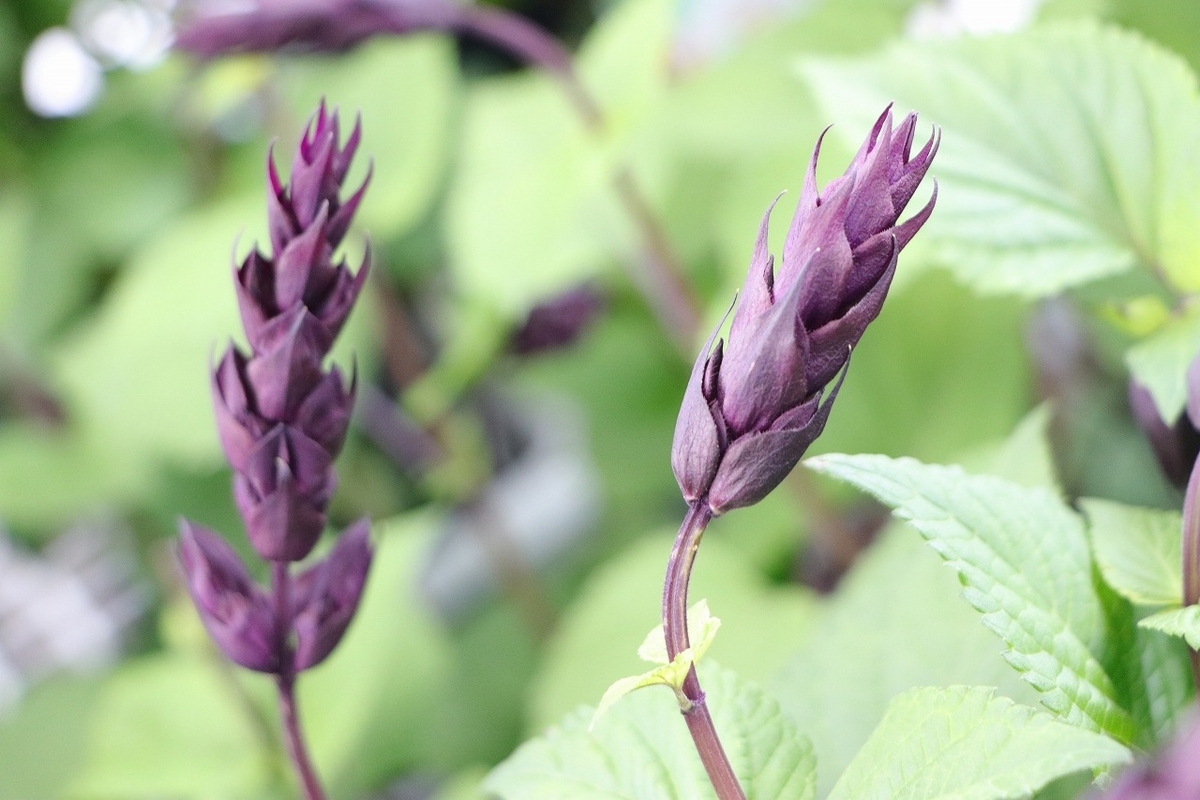 開花、開花後まで、長期間変化を楽しみながら鑑賞できるサルビア