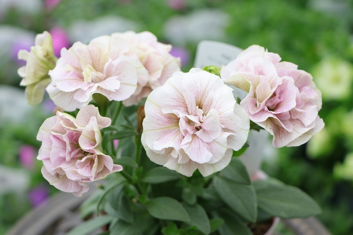 八重咲き ペチュニア ティーパーティー サクラフルール 3.5号ポット苗 寄せ植え 鉢植え 花壇 お洒落 可愛い 春の花 夏の花 秋の花 花 苗 初心者 希少