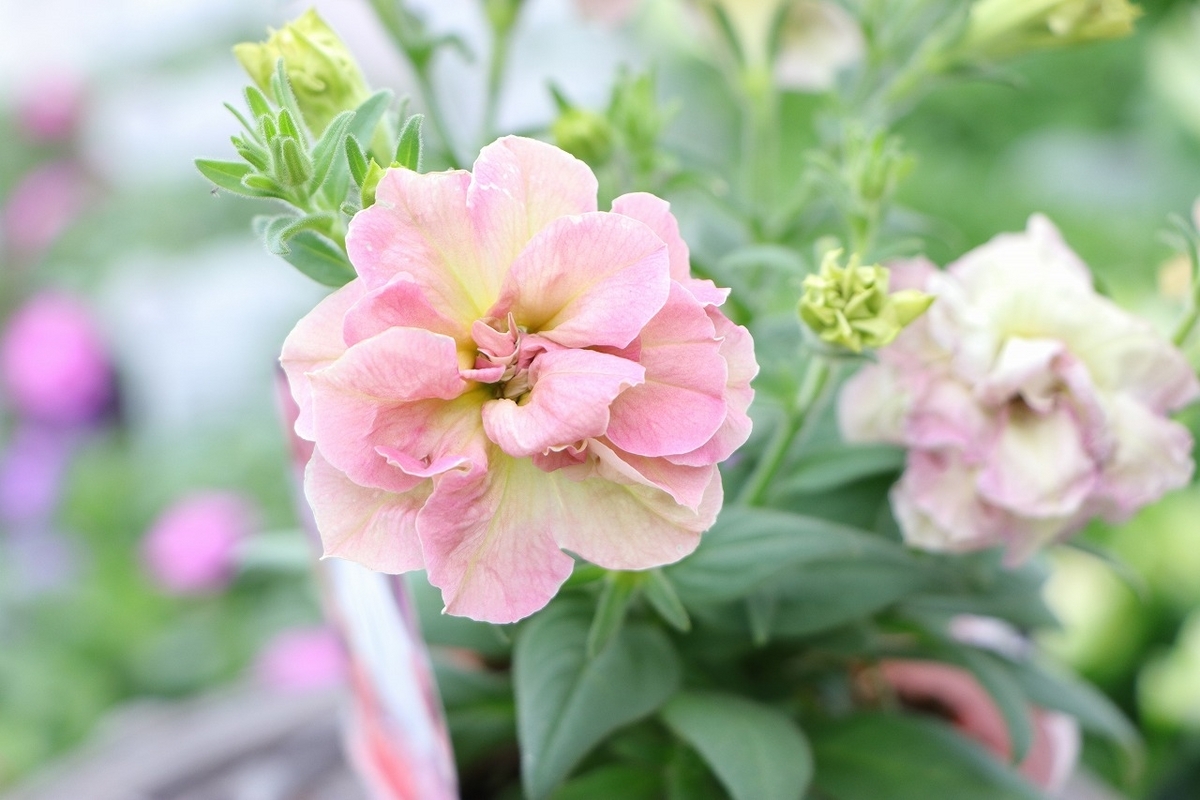 八重咲き ペチュニア 朝倉ロマン さくらラテ 3.5号ポット苗 寄せ植え 鉢植え 花壇 お洒落 可愛い 春の花 夏の花 秋の花 花 苗 初心者 希少