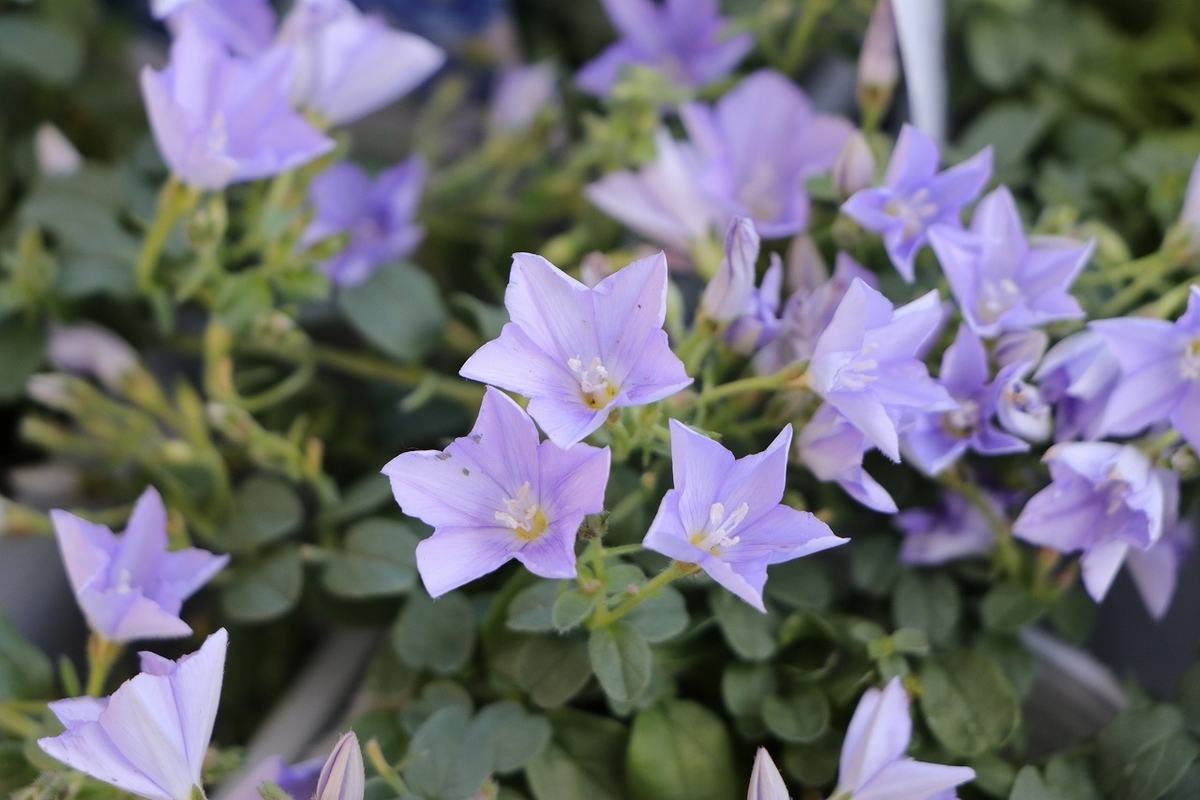 夏の花入荷！！！ - GP-Yamacho