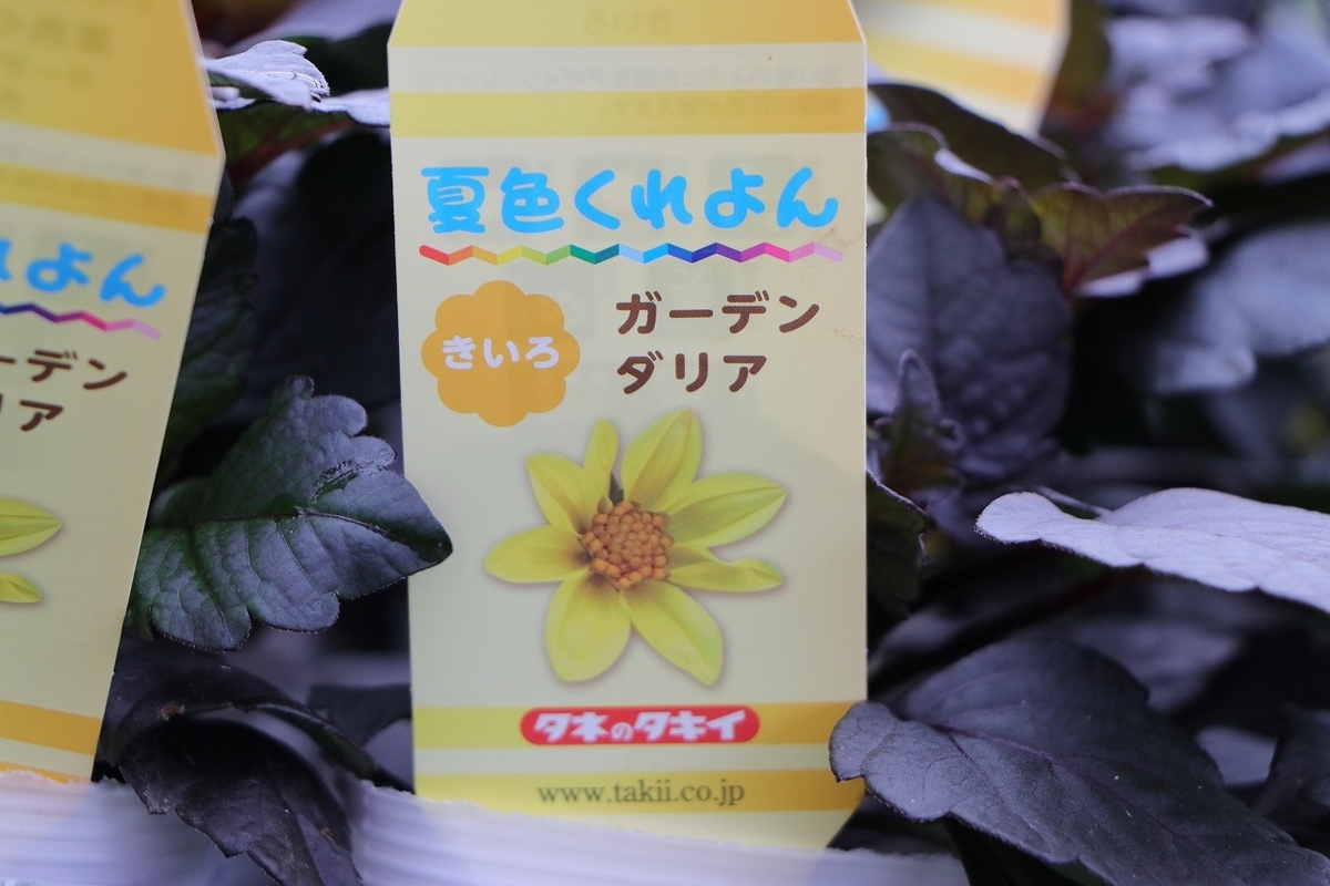 ダリア（感謝） 春から夏を彩るダリア！株が大きくなり花の数も増える♪ #ダリア