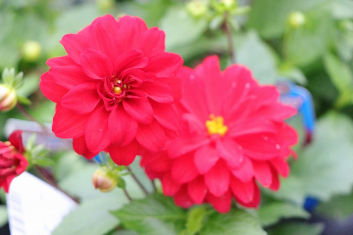 ダリア（感謝） 春から夏を彩るダリア！株が大きくなり花の数も増える♪ #ダリア