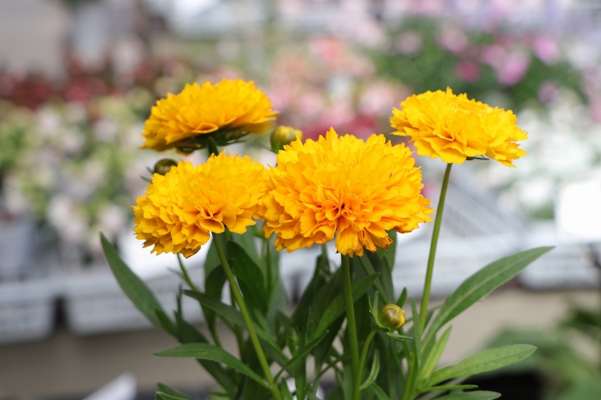 夏の植物！！ - GP-Yamacho