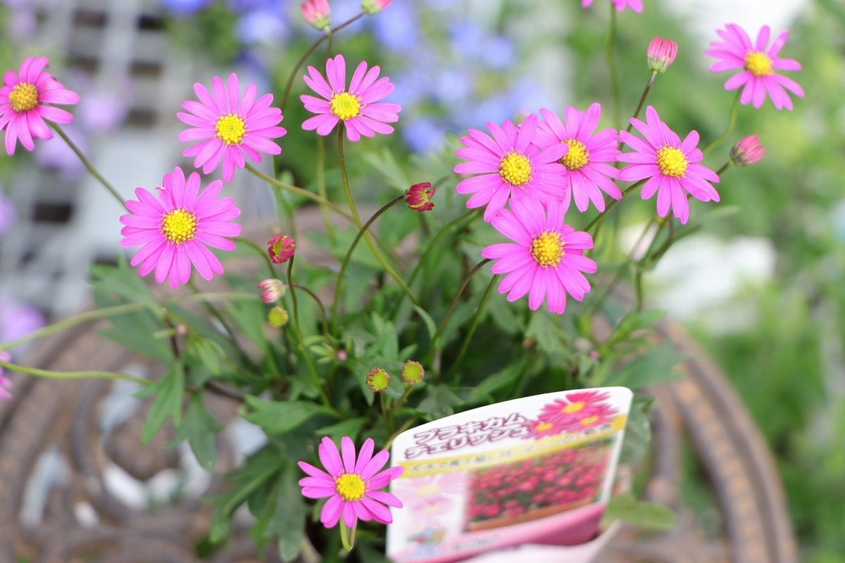 夏の植物！！ - GP-Yamacho