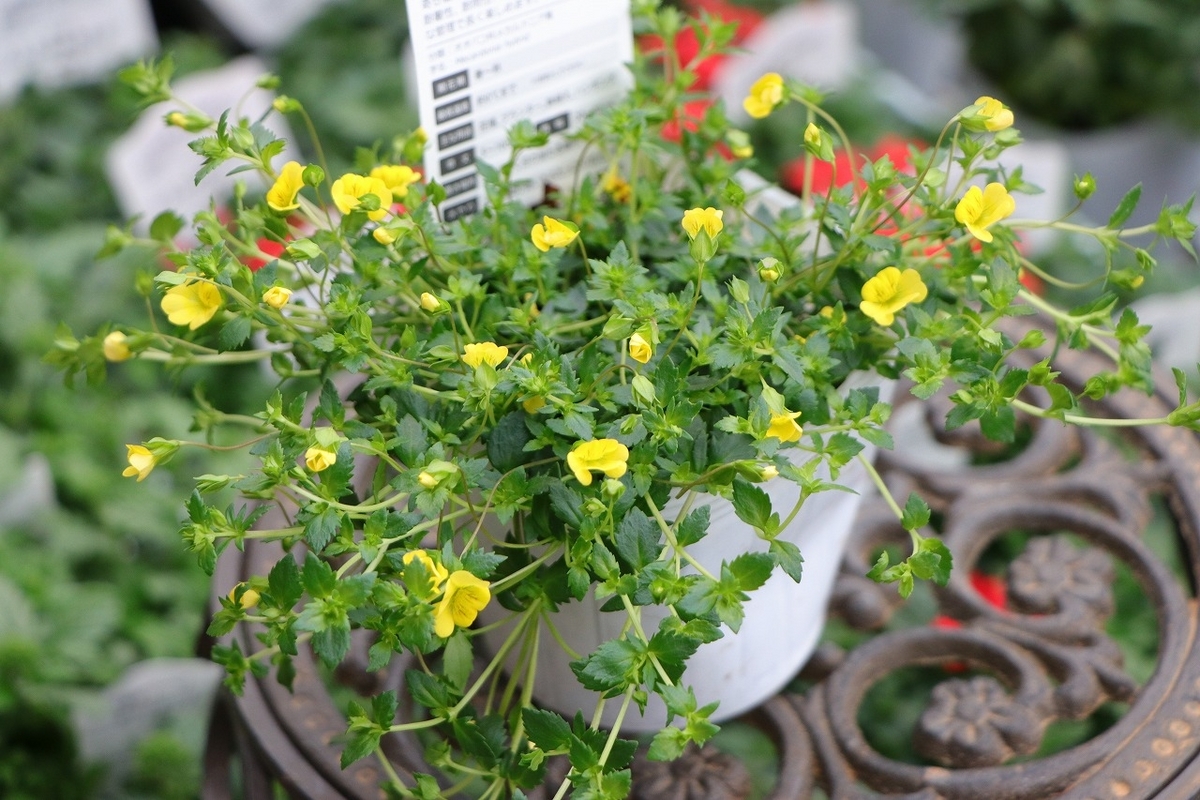 メカルドニア ゴールドダスト 3.5号ポット苗 寄せ植え 花壇