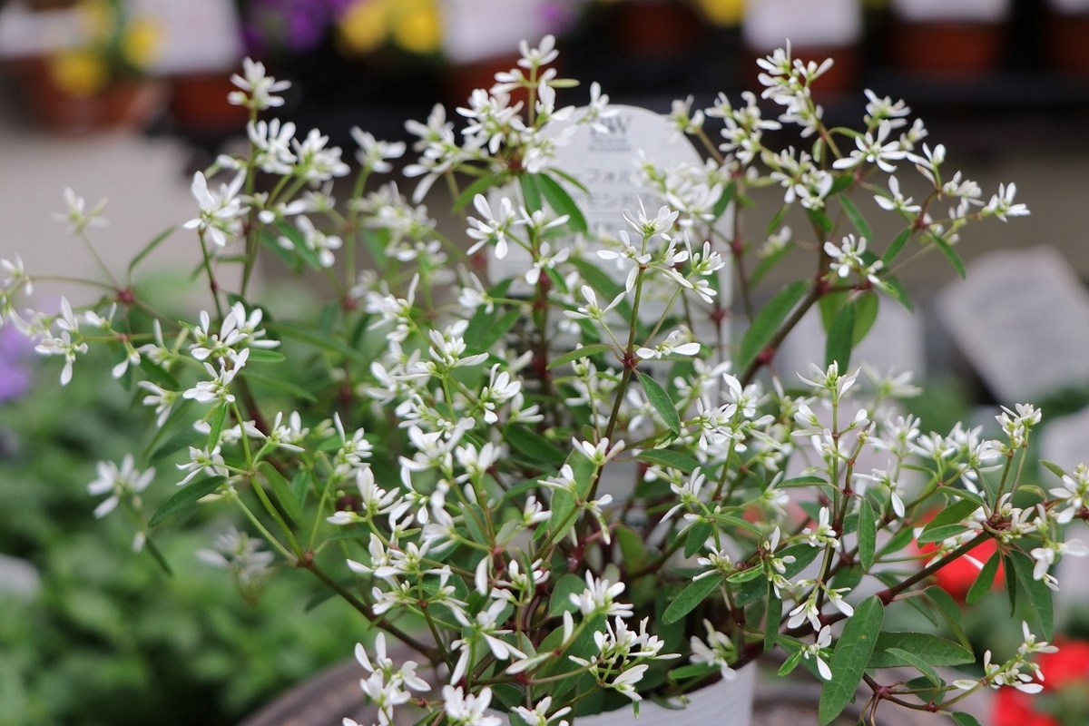 八重咲き ユーフォルビア ダイヤモンドスター 2.5〜3号ポット苗 寄せ植え 花壇 鉢植え お洒落 おしゃれ 可愛い かわいい 春の花 夏の花 秋の花 花 苗 初心者