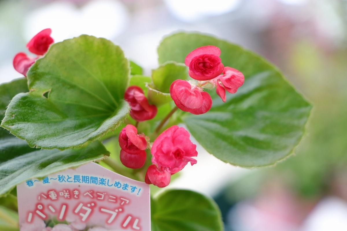 八重咲き ベゴニア パソダブル レッド